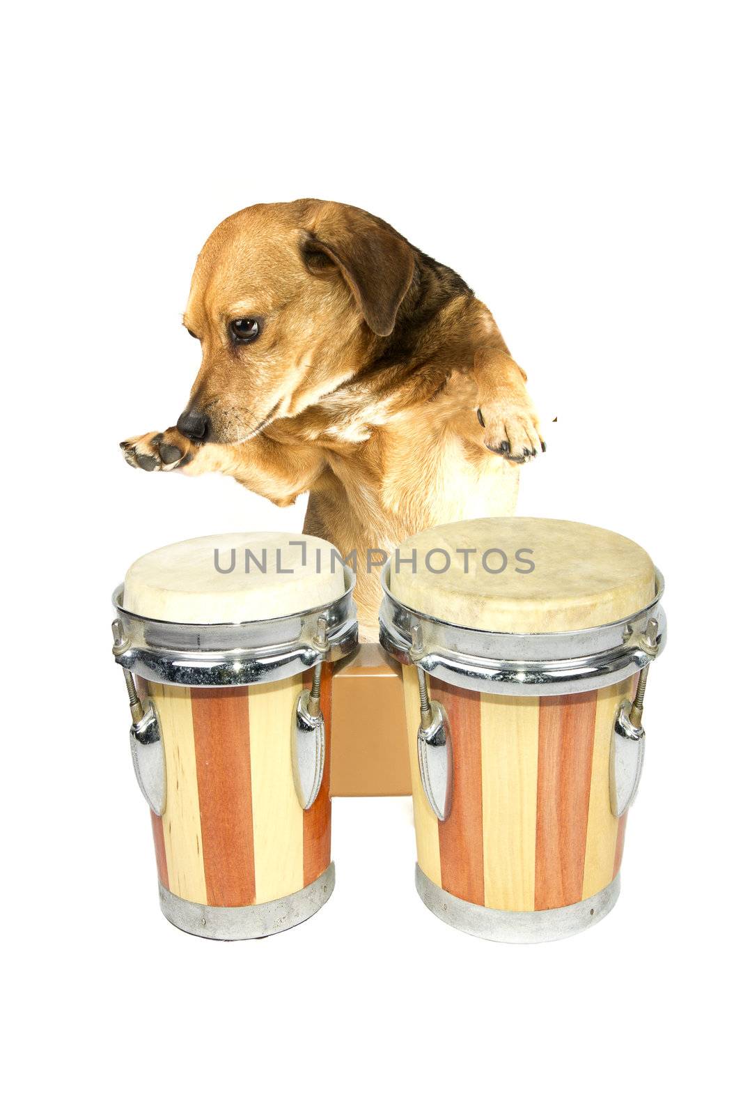 drum dog