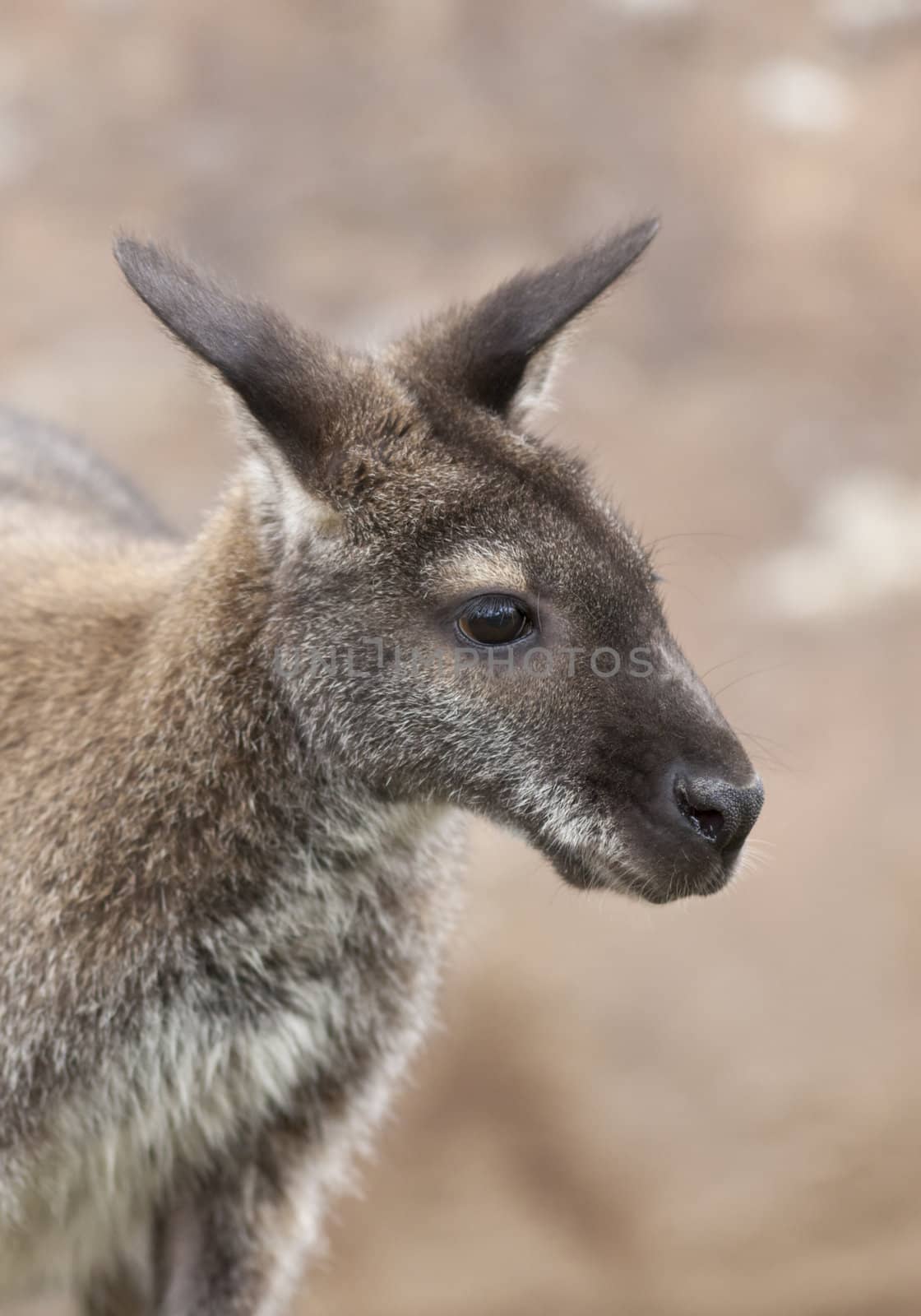 A close up shot of a wallaby.