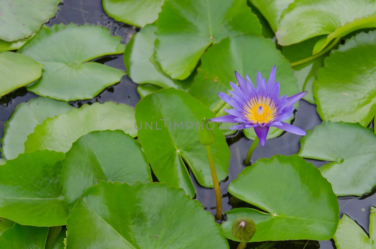 the beautiful colors in the lotus pond with lotus leaves.