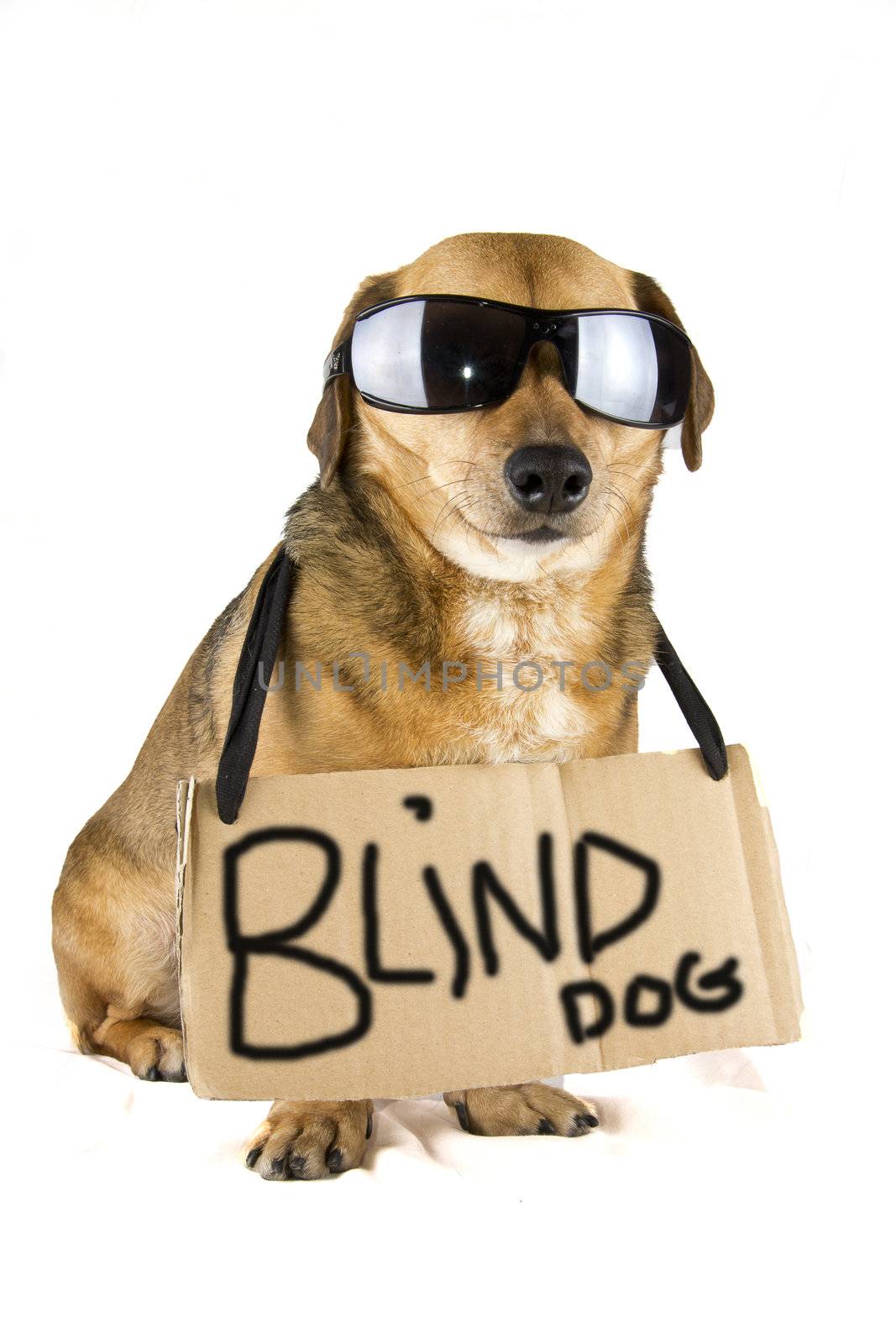 blind dog by danilobiancalana