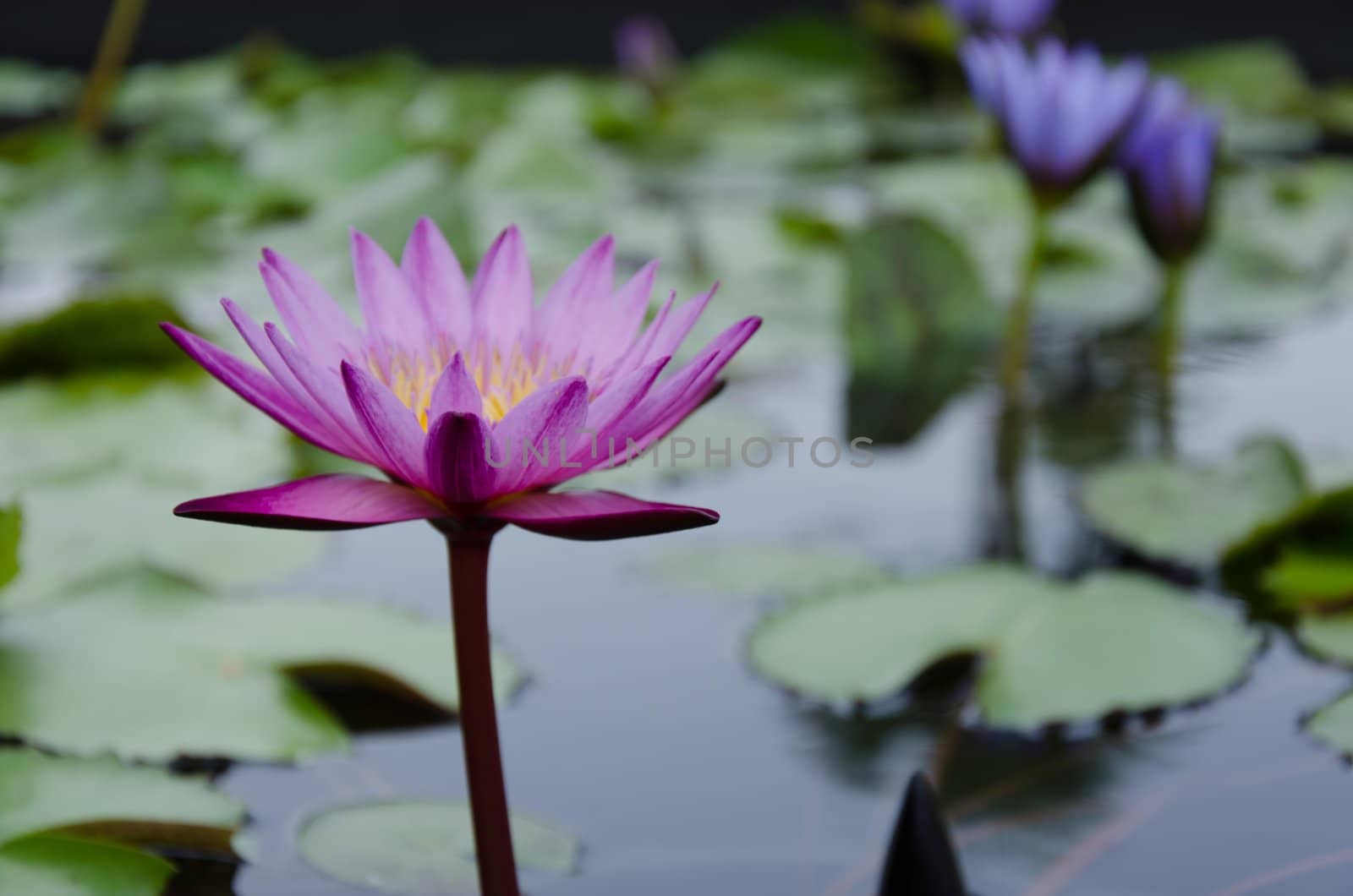 the beautiful colors in the lotus pond with lotus leaves.