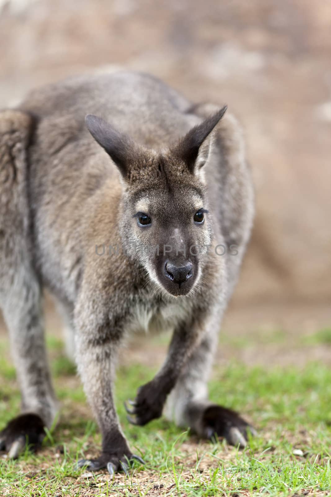 A close up shot of a wallaby