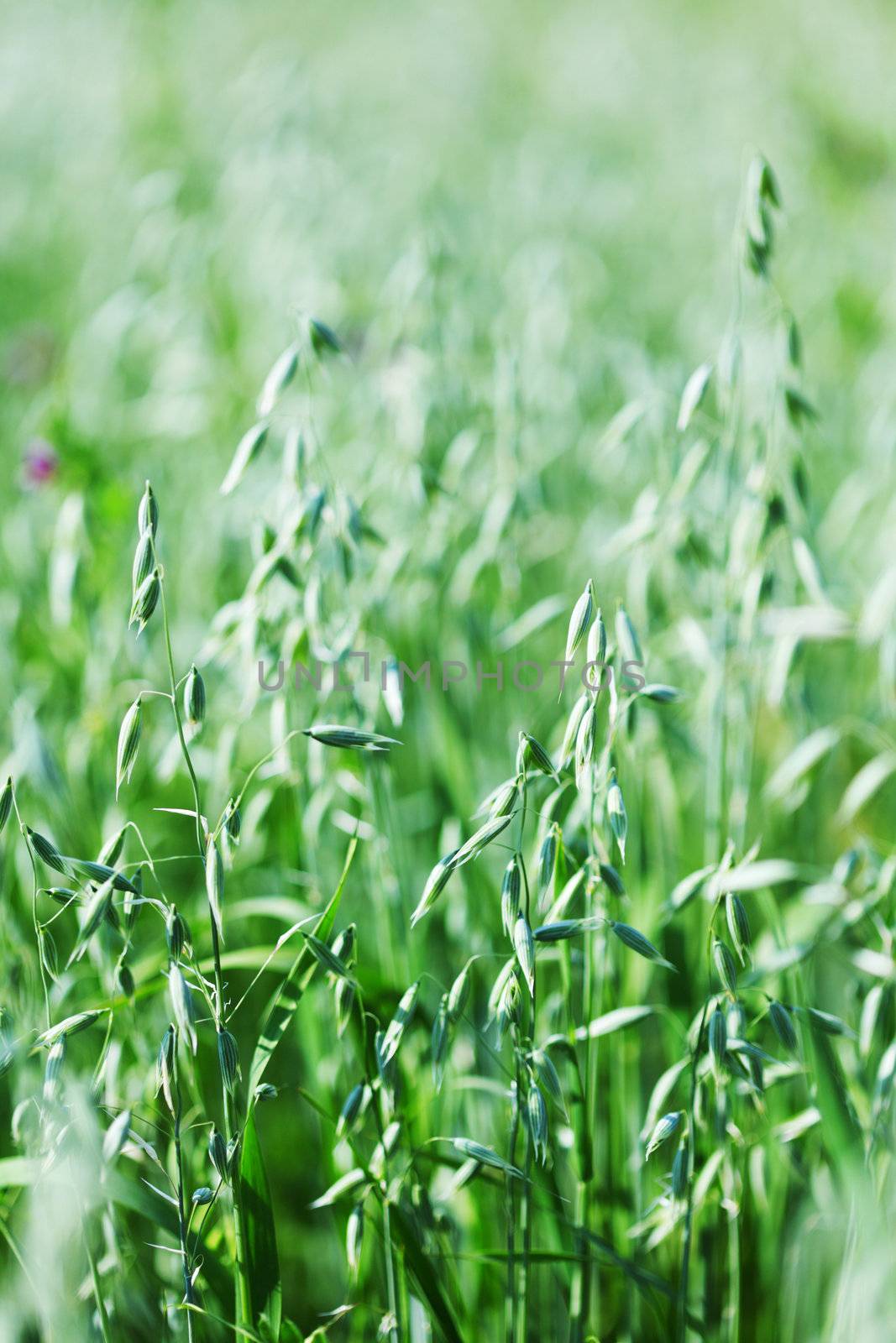 spikelets of oats macro close up