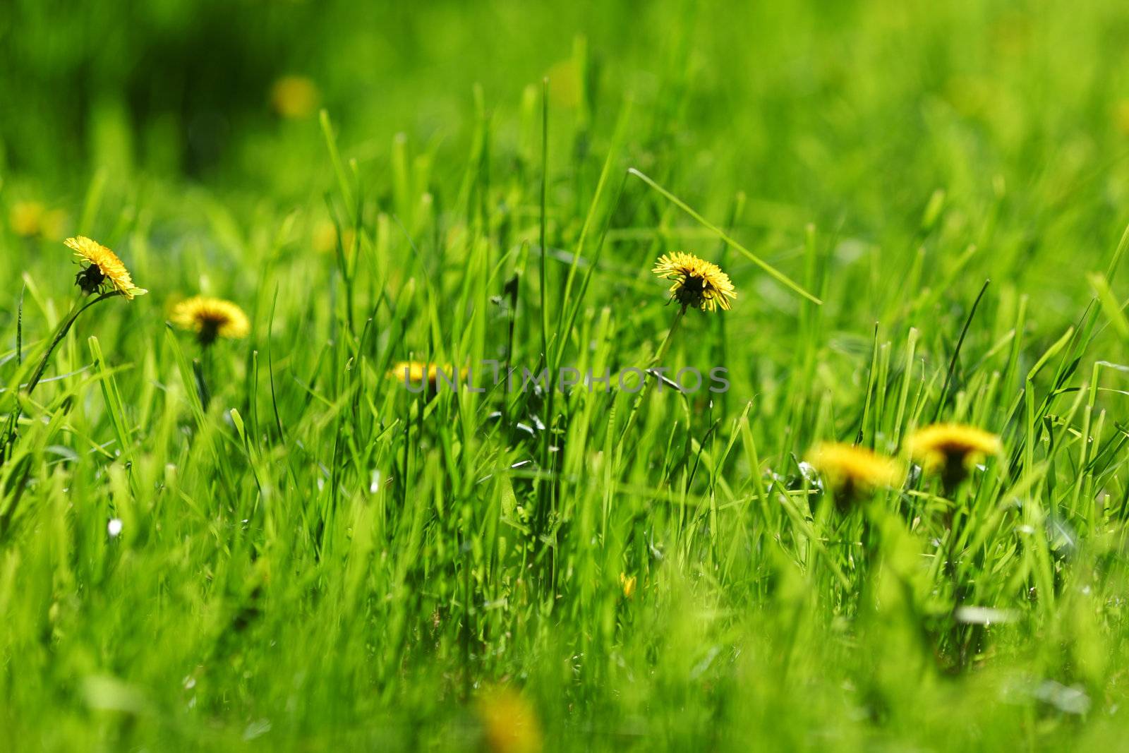 dandelion macro close up