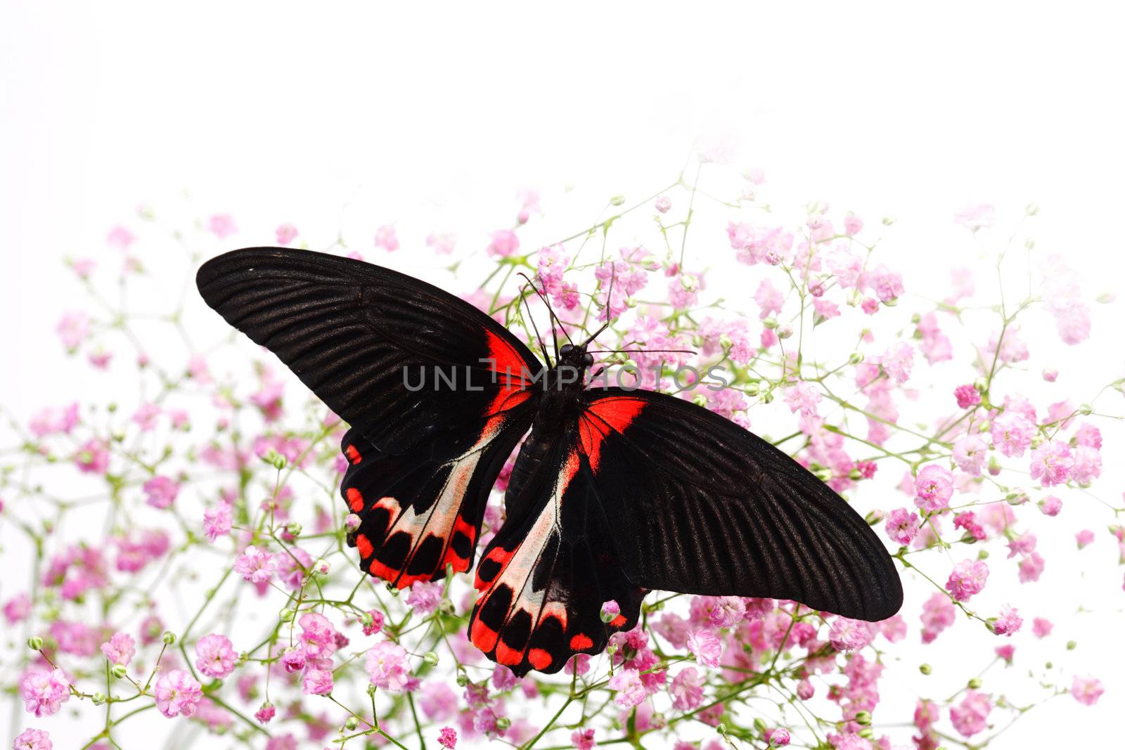 Papilio rumanzovia  on the flowers