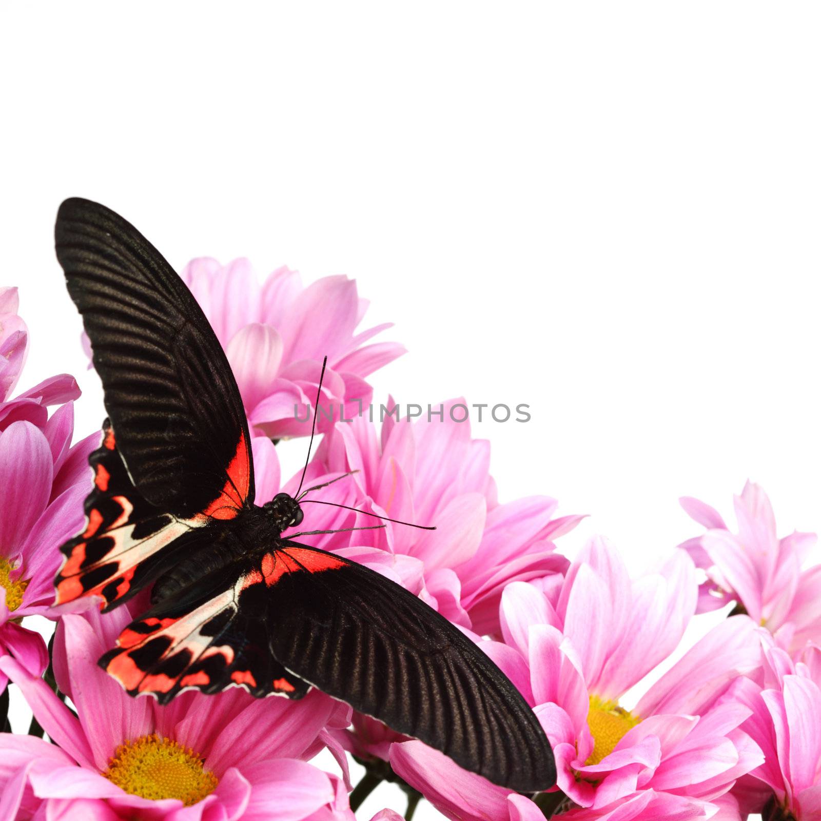 Papilio rumanzovia  on the flowers