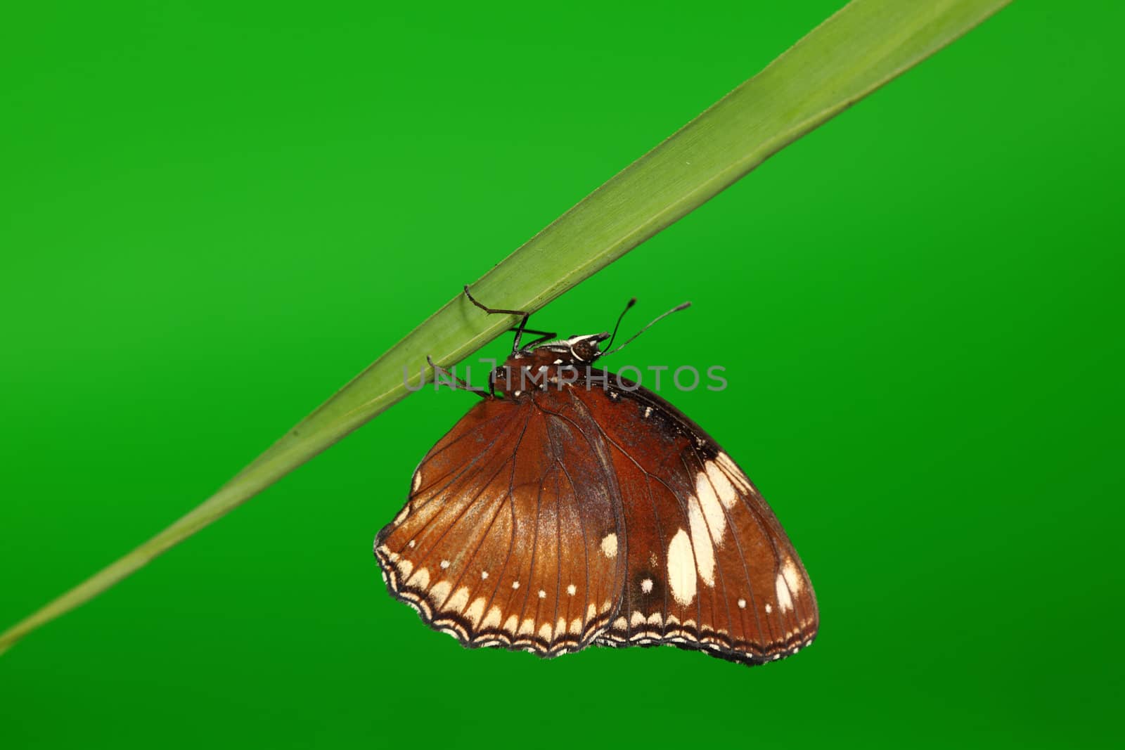 hypolimnas bolina on green grass 