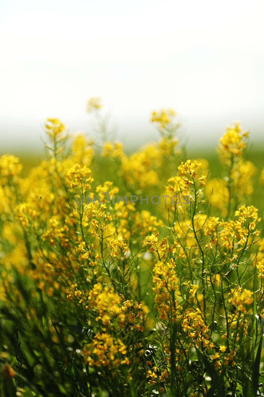 yellow spring flowers macro close up