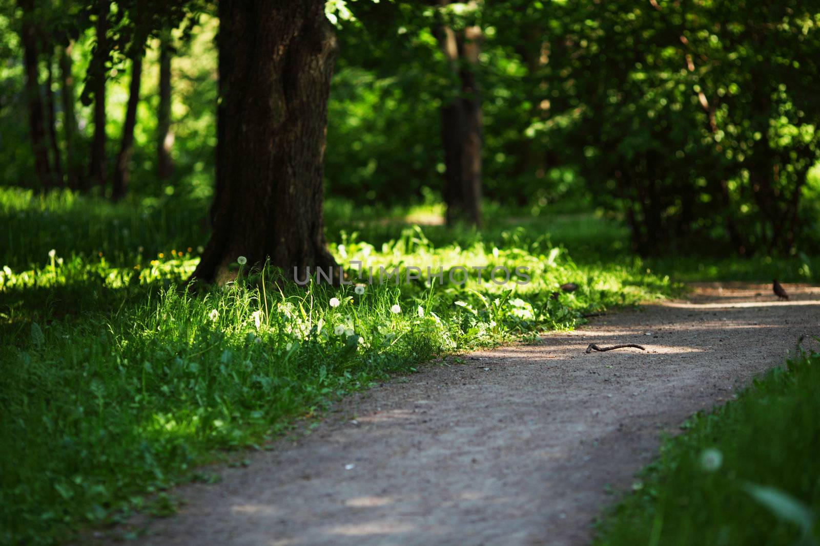  Spring Park nature background
