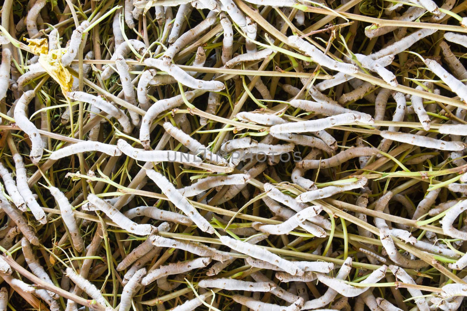 Silk worm eating mulberry green leaf