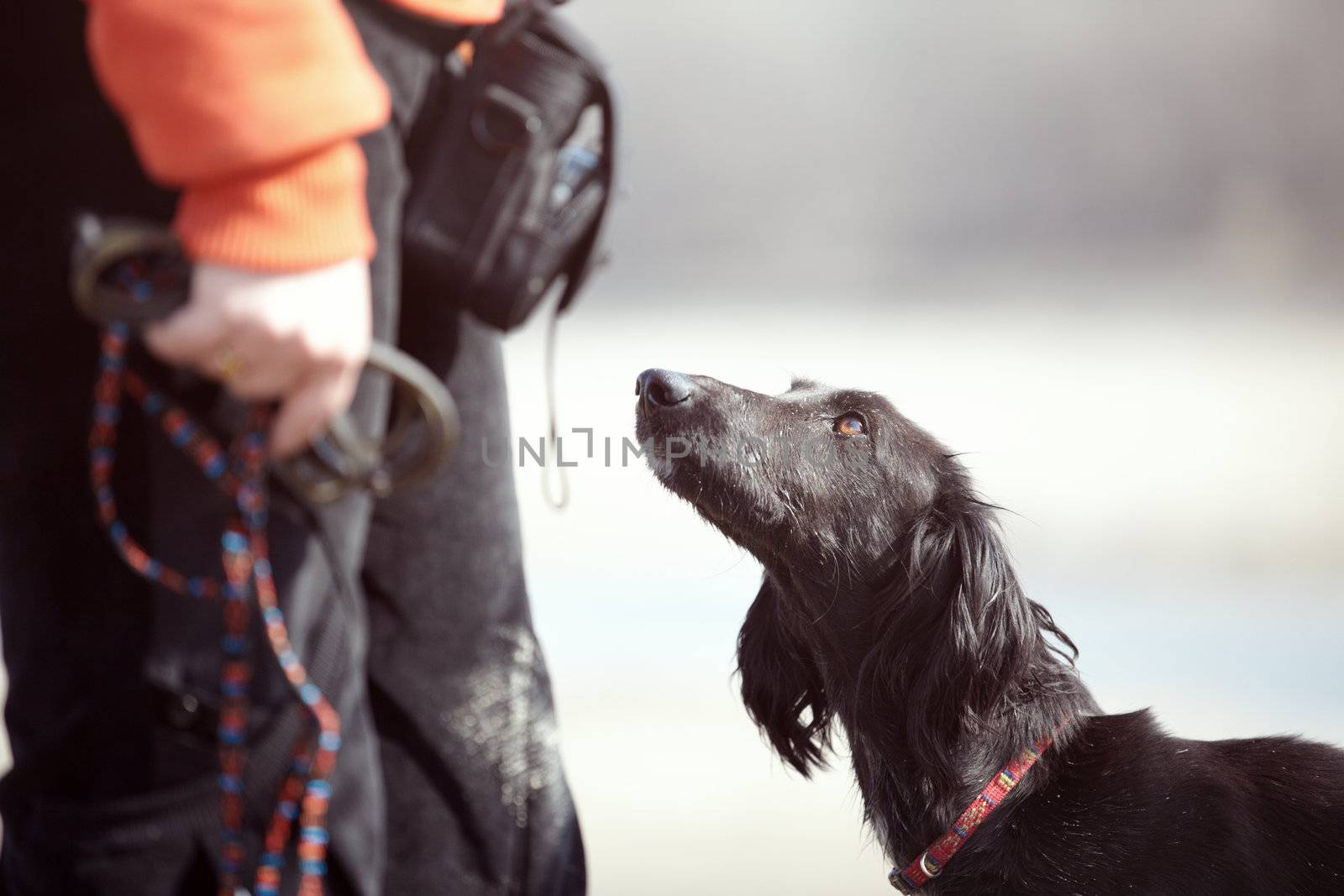 Turkmenian greyhound and trainer outdoors. Natural light and colors