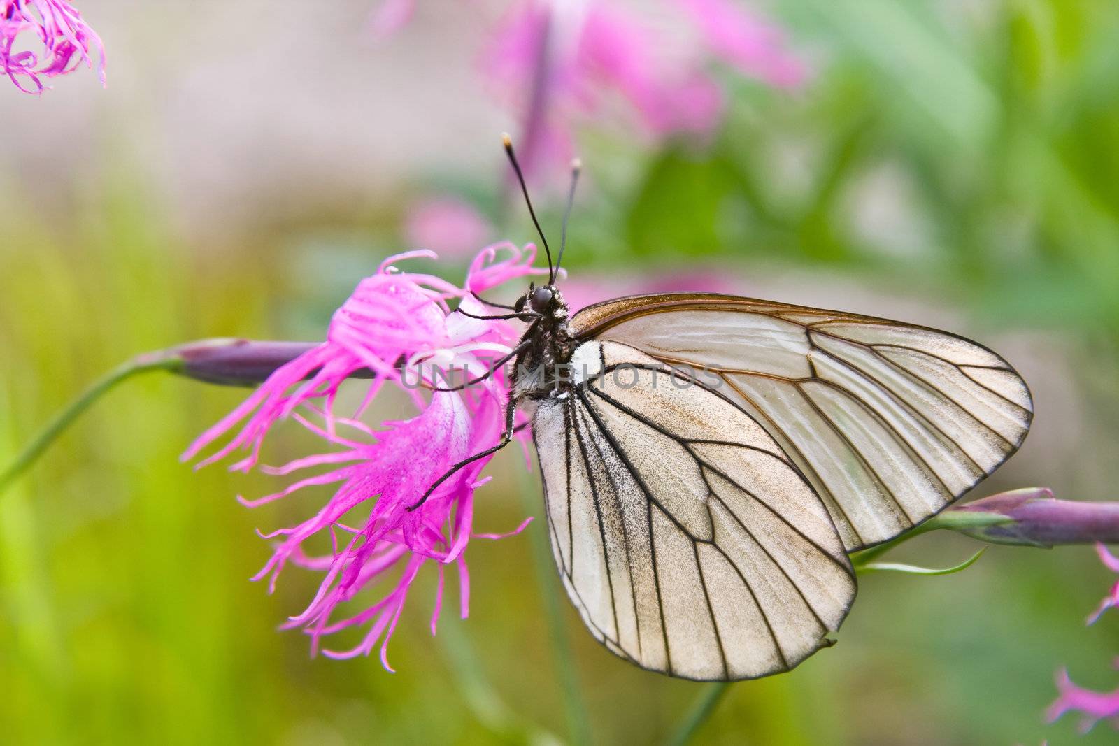 The white butterfly on a purple flower