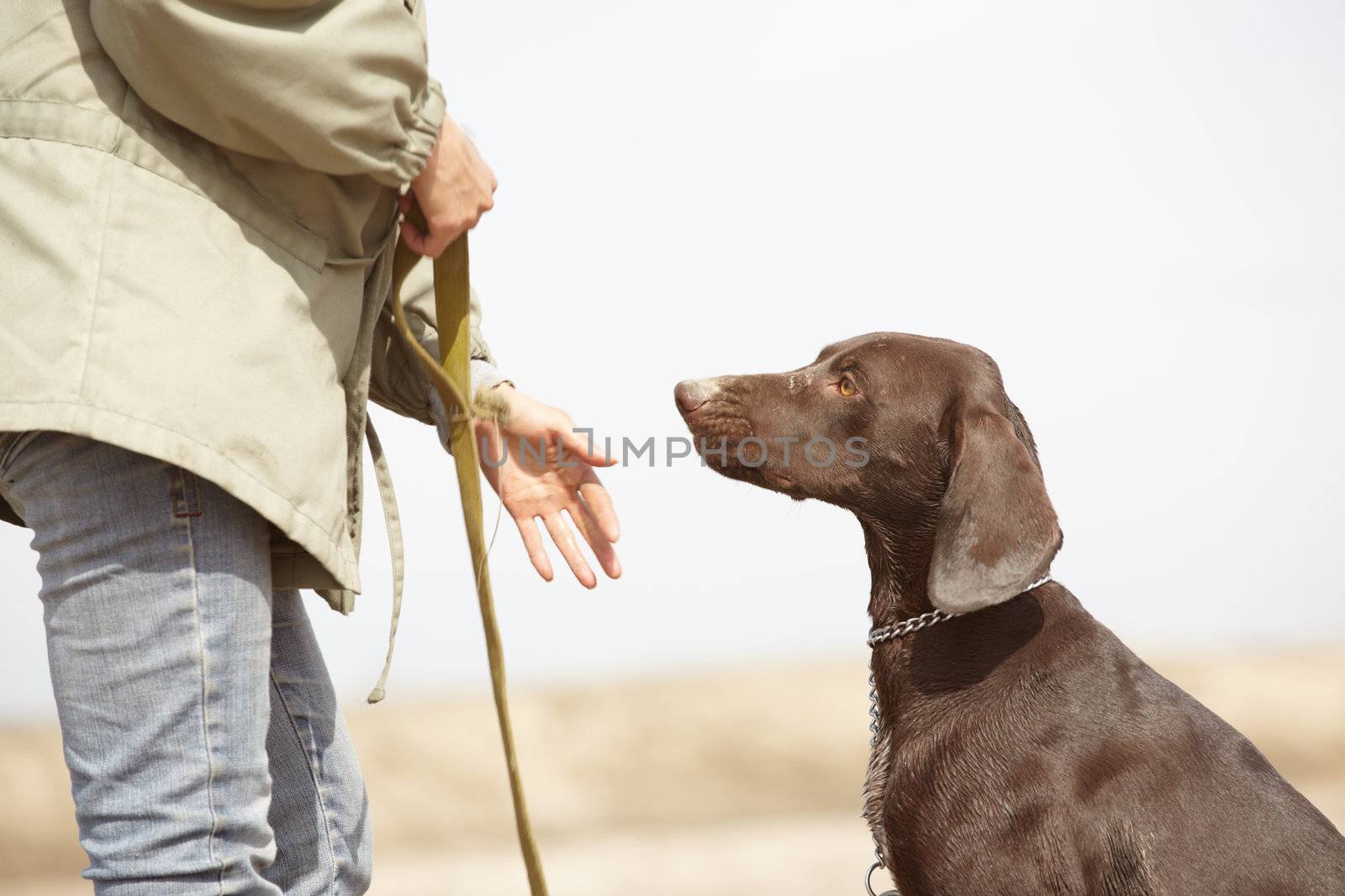 German short-haired pointer Kurzhaar and trainer outdoors. Natural light and colors