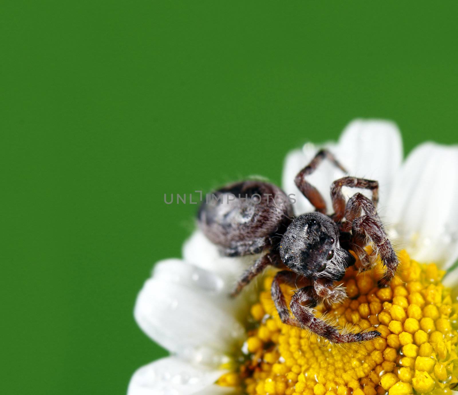 A macro shot of a jumping spider on a flower. This tiny little guys was less than a quarter inch long. Known for their eye patterns and jumping capabilities, jumping spiders have been known to jump 80 times their body length in distance.