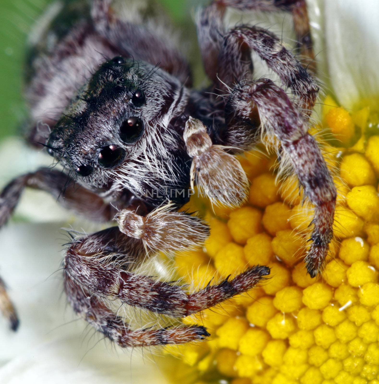 A macro shot of a jumping spider on a flower. This tiny little guys was less than a quarter inch long. Known for their eye patterns and jumping capabilities, jumping spiders have been known to jump 80 times their body length in distance.