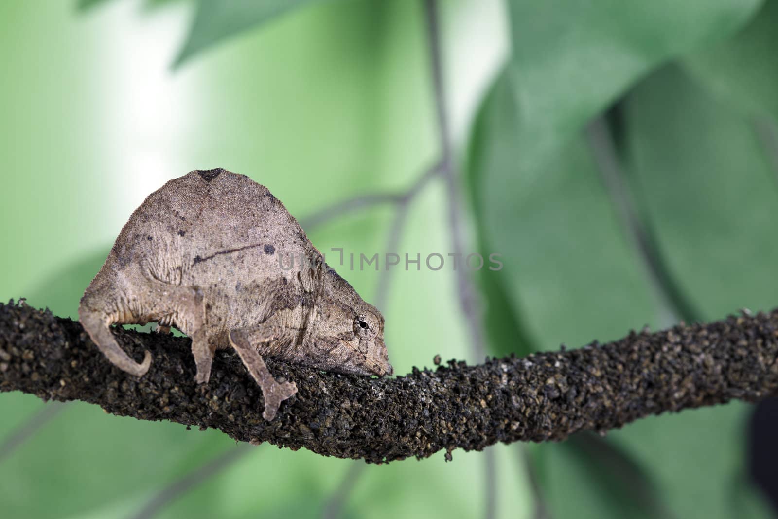 A macro shot of a pygmy leaf chameleon (Rhampholeon Brevicaudatus). This little guy lives among the rainforest's of coastal Tanzania, East Africa. This chameleon is only 1.5 inches long and will only get to a maximum of 3 inches when full grown.