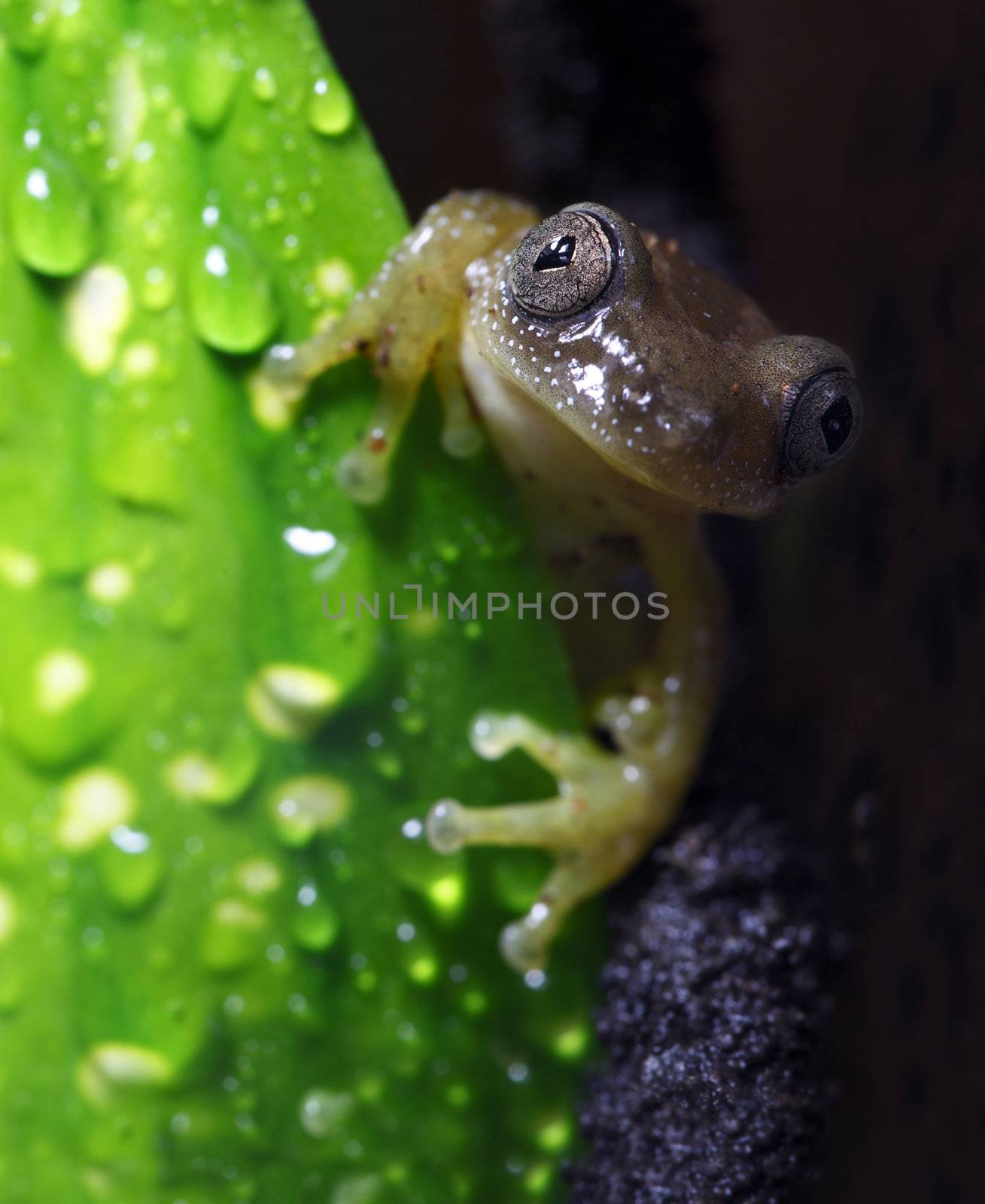 A tiny reed frog (Afrixalus fornasinii) peeking it's head out from behind a leaf in its tropical environment. Also known as the Greater Leaf-Folding Frog, this frog inhabits South East Africa.