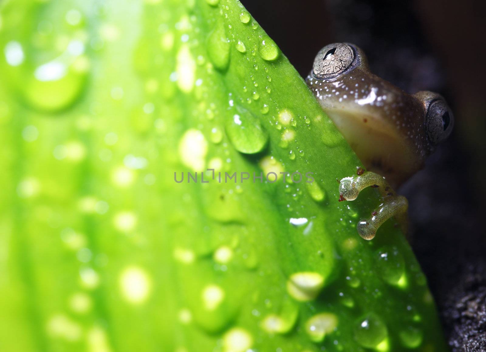 A tiny reed frog (Afrixalus fornasinii) peeking it's head out from behind a leaf in its tropical environment. Also known as the Greater Leaf-Folding Frog, this frog inhabits South East Africa.