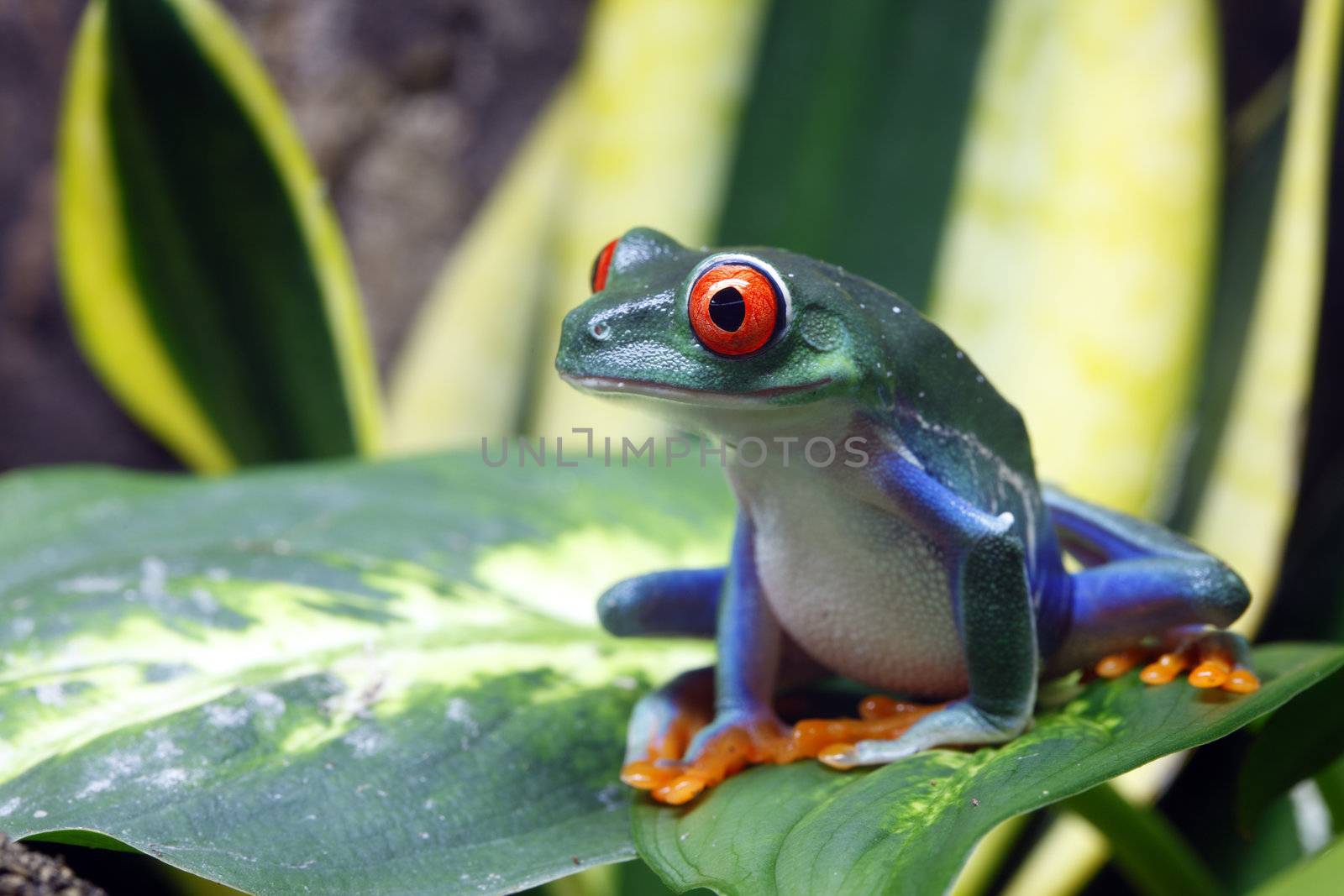 A Red-Eyed Tree Frog (Agalychnis callidryas) sitting on a leaf in its tropical environment. 