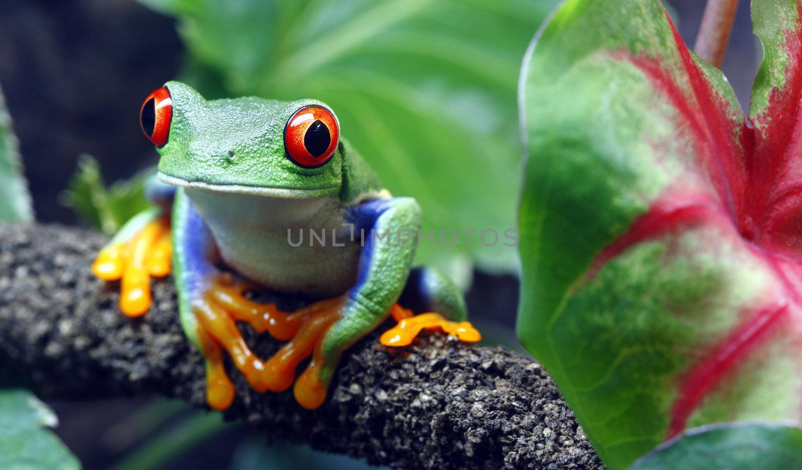 A colorful Red-Eyed Tree Frog (Agalychnis callidryas) sitting along a vine in its tropical setting. 