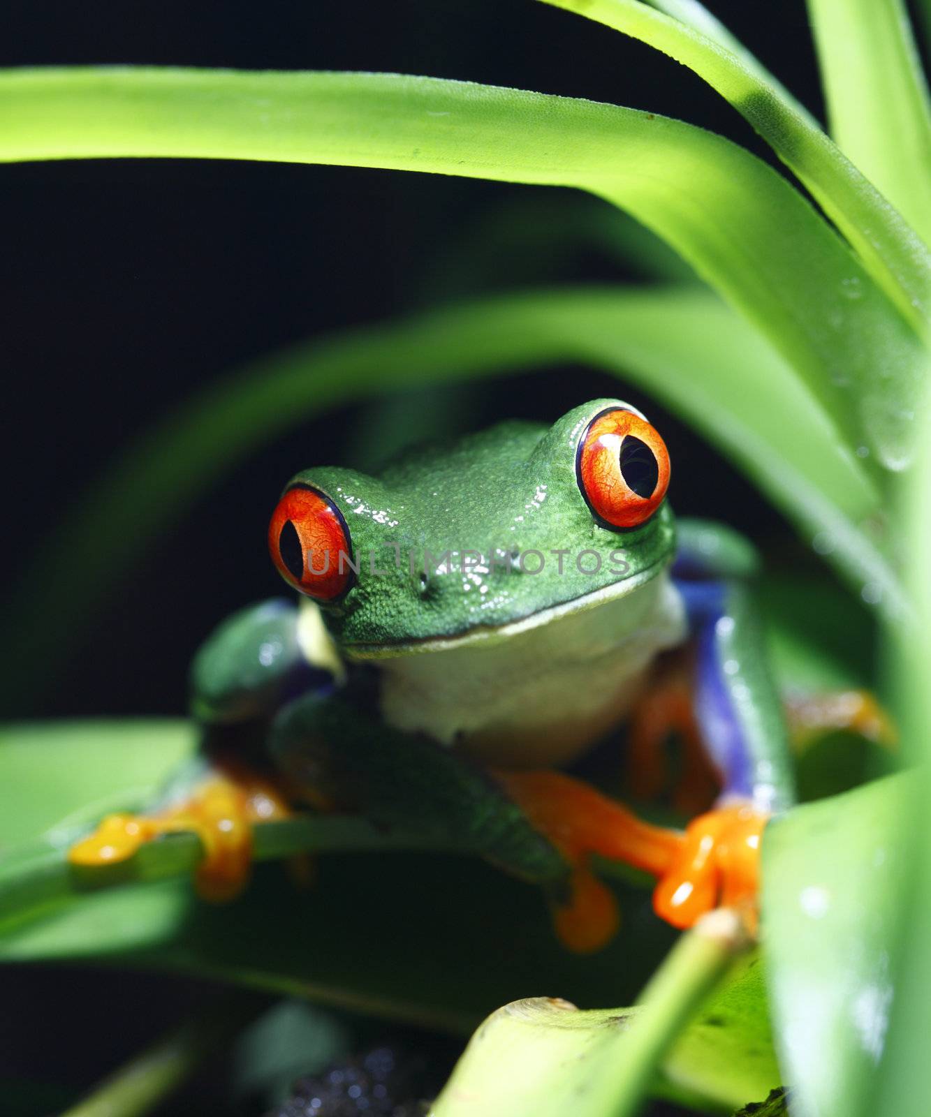 A Red-Eyed Tree Frog (Agalychnis callidryas) in its tropical setting. 