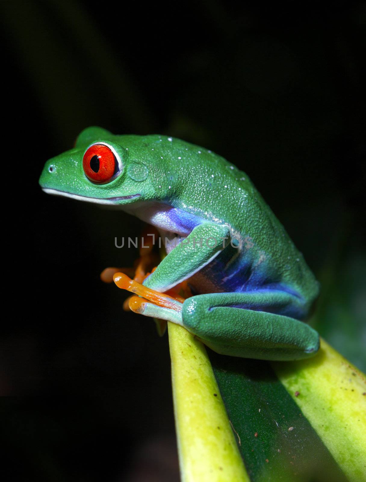 A beautifull and colorful Red-Eyed Tree Frog (Agalychnis callidryas) sitting along a tropical plant with a black background.