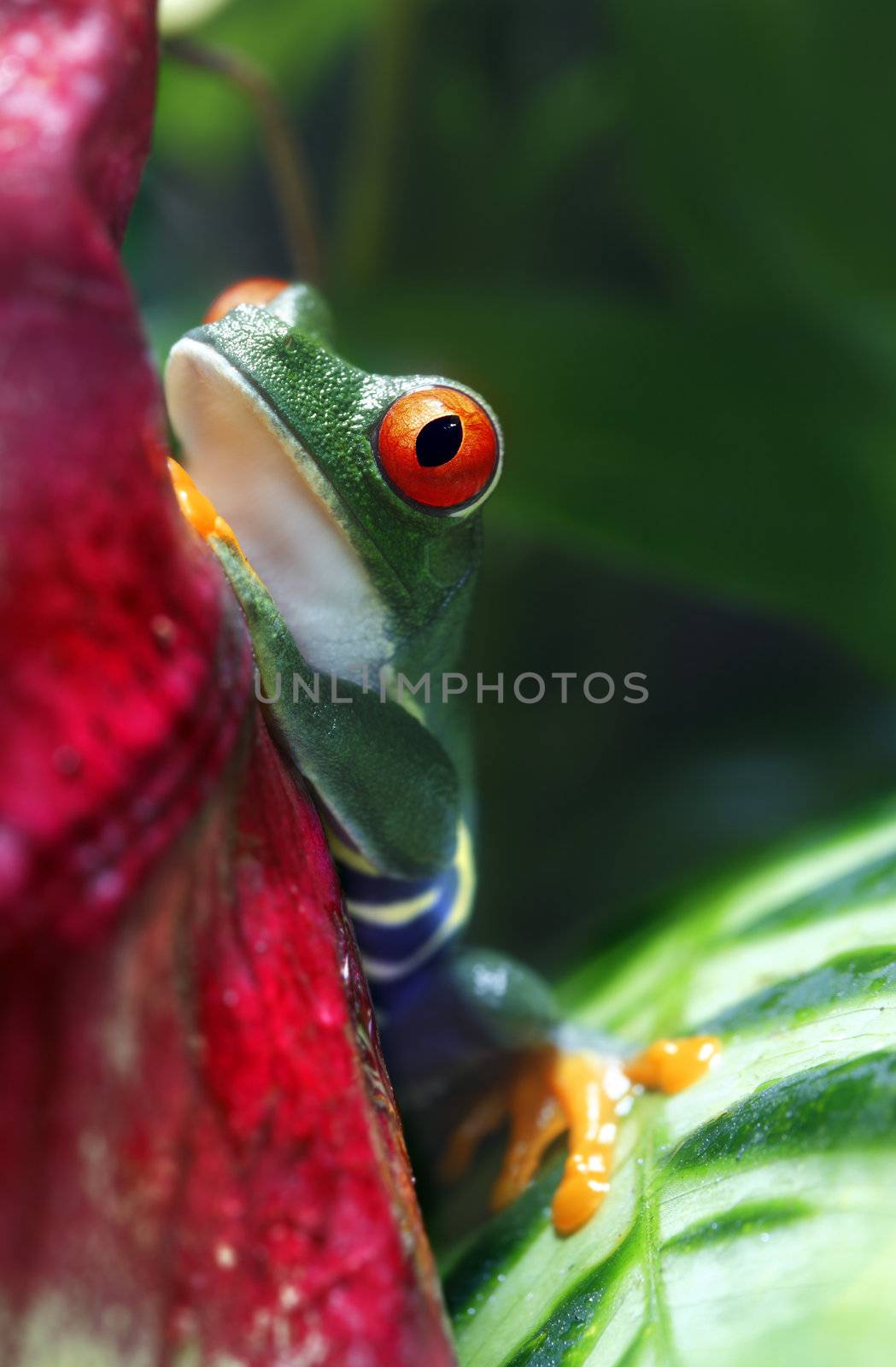 A macro shot of a colorful Red-Eyed Tree Frog (Agalychnis callidryas) in its tropical setting with room for copyspace. 