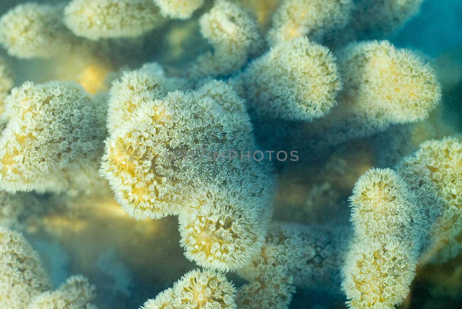 macro image of extended polyps of a leather coral, Sarcophyton sp., family Alcyoniinae