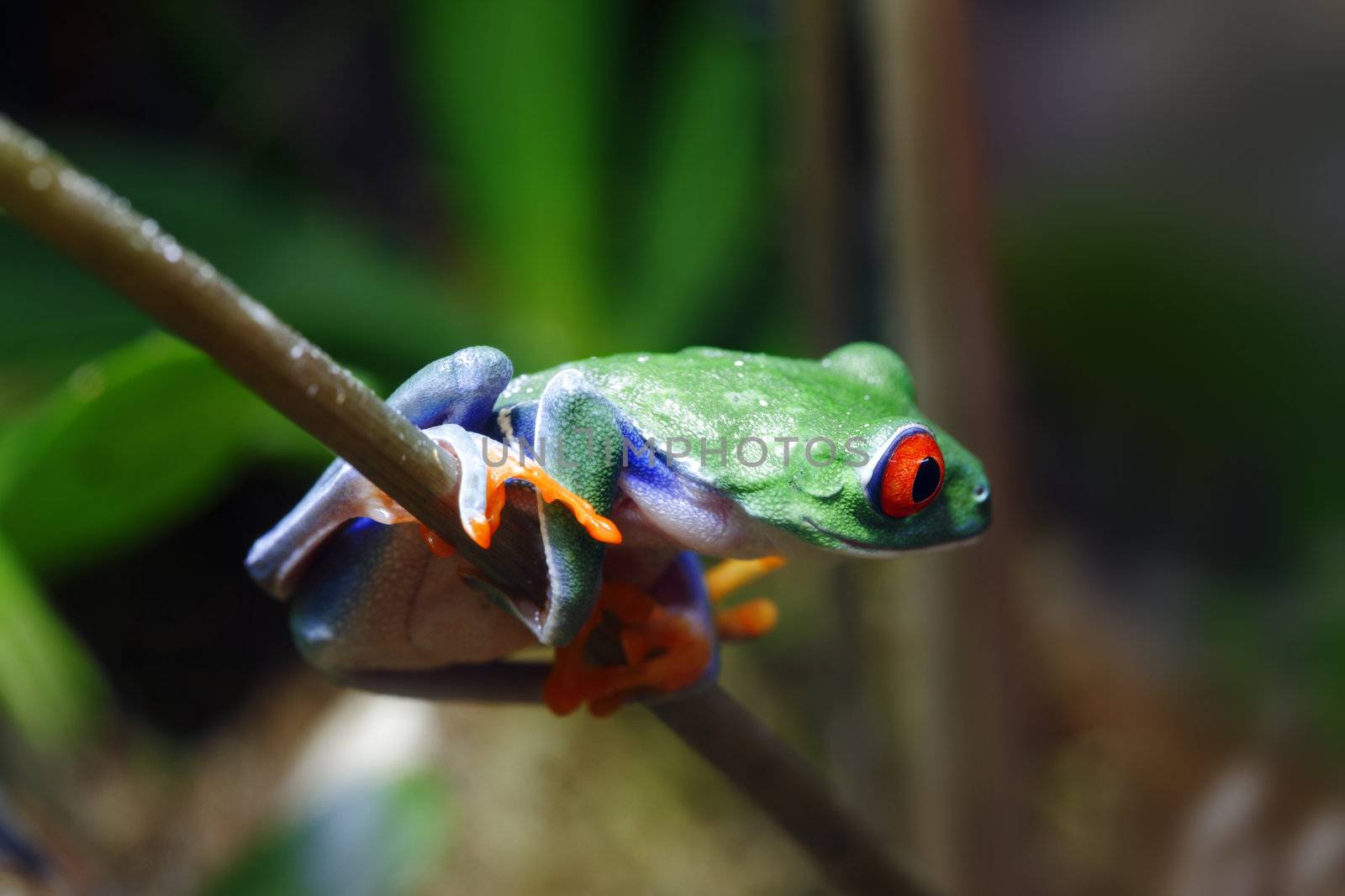 A beautifull and colorful Red-Eyed Tree Frog (Agalychnis callidryas) sitting along the stem of a plant in its tropical setting. 