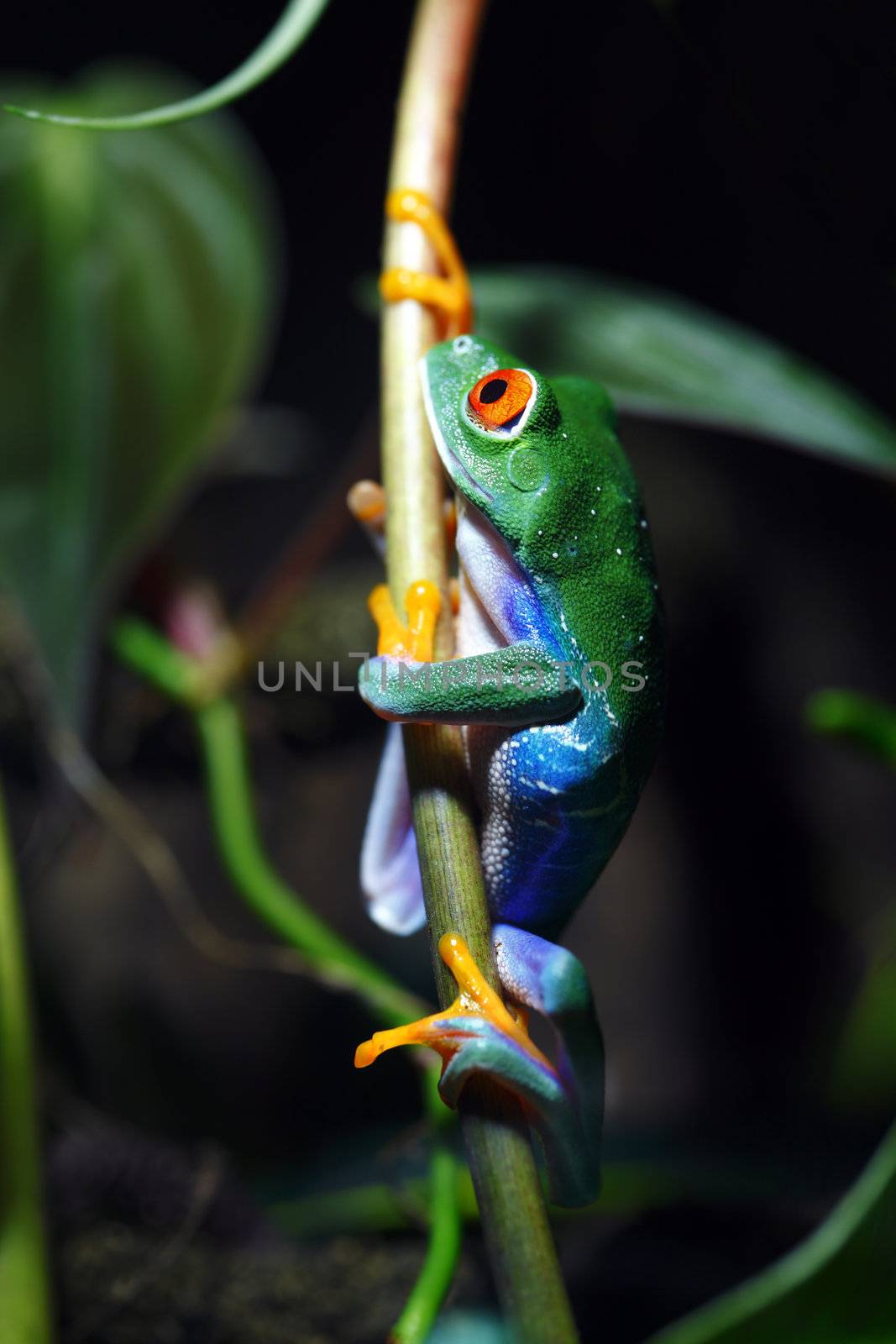 A macro shot of a colorful Red-Eyed Tree Frog (Agalychnis callidryas) climbing a vine in its tropical setting.