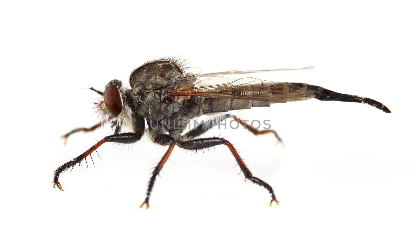 A macro shot of a robber fly (Triorla interrupta) on a solid white background.  Robber fly's are very aggressive hunters and will hunt other flies, beetles, butterflies, moths, bees, dragon flies, wasps, grasshoppers, and some spiders.