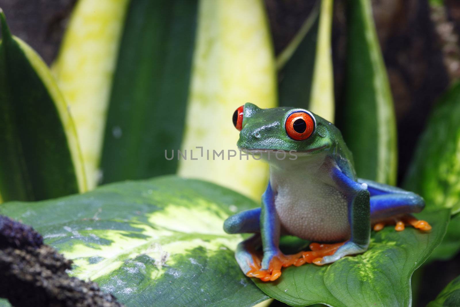 A Red-Eyed Tree Frog (Agalychnis callidryas) sitting on a leaf in its tropical environment. 