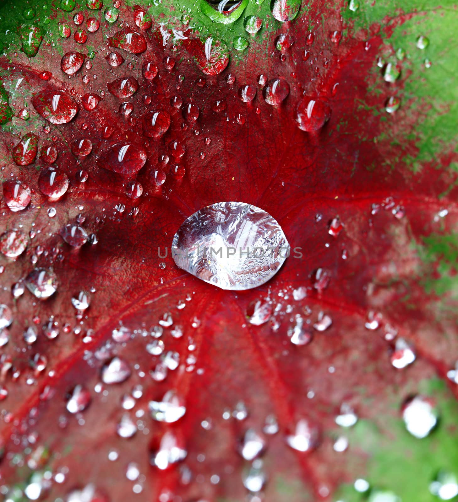 A macro shot of a tropical plant covered in dew drops. 