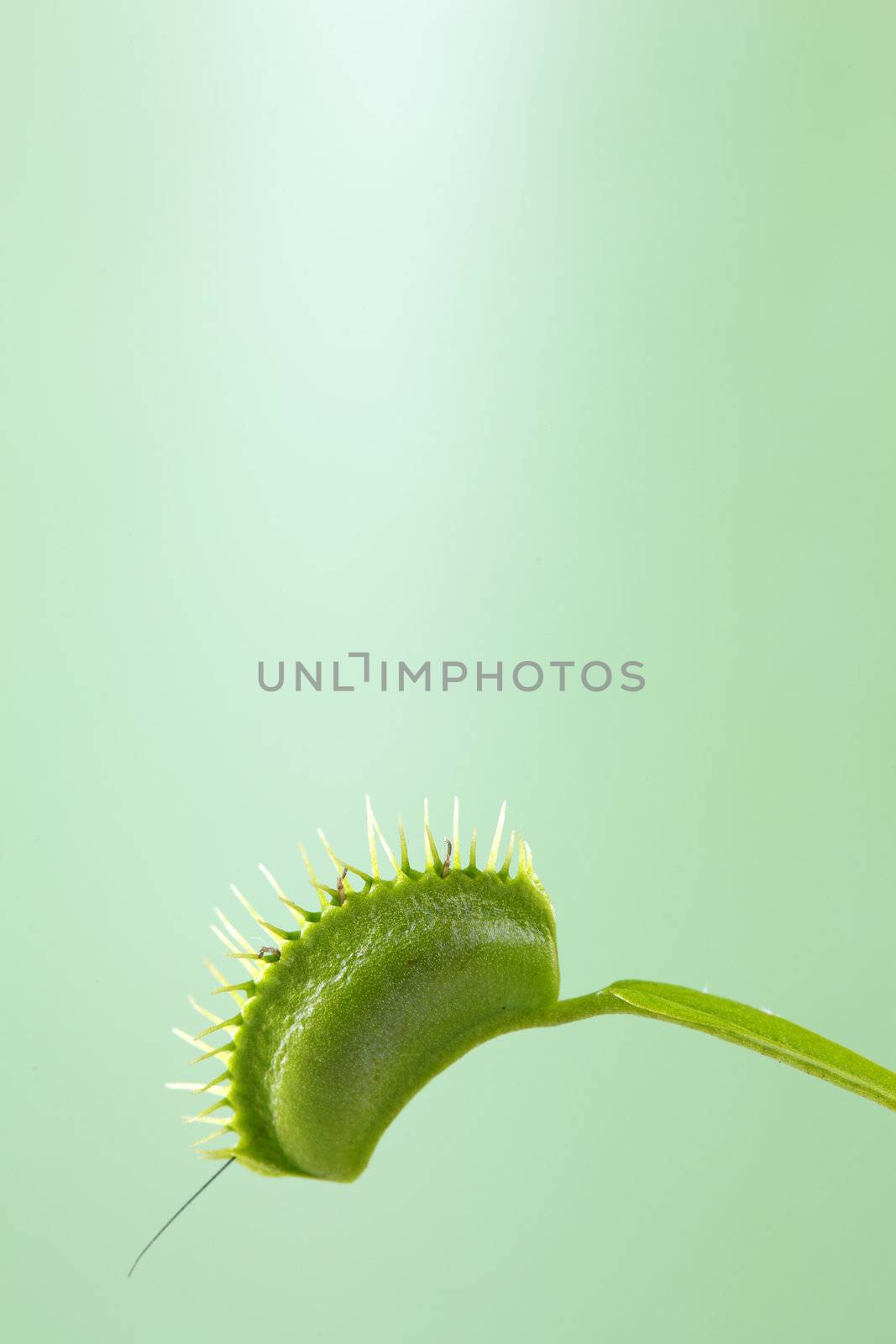 A macro shot of a Venus Flytrap (Dionaea Muscipula) with its jaws closed after capturing a small cricket. The legs and antenna of the cricket are seen sticking out.