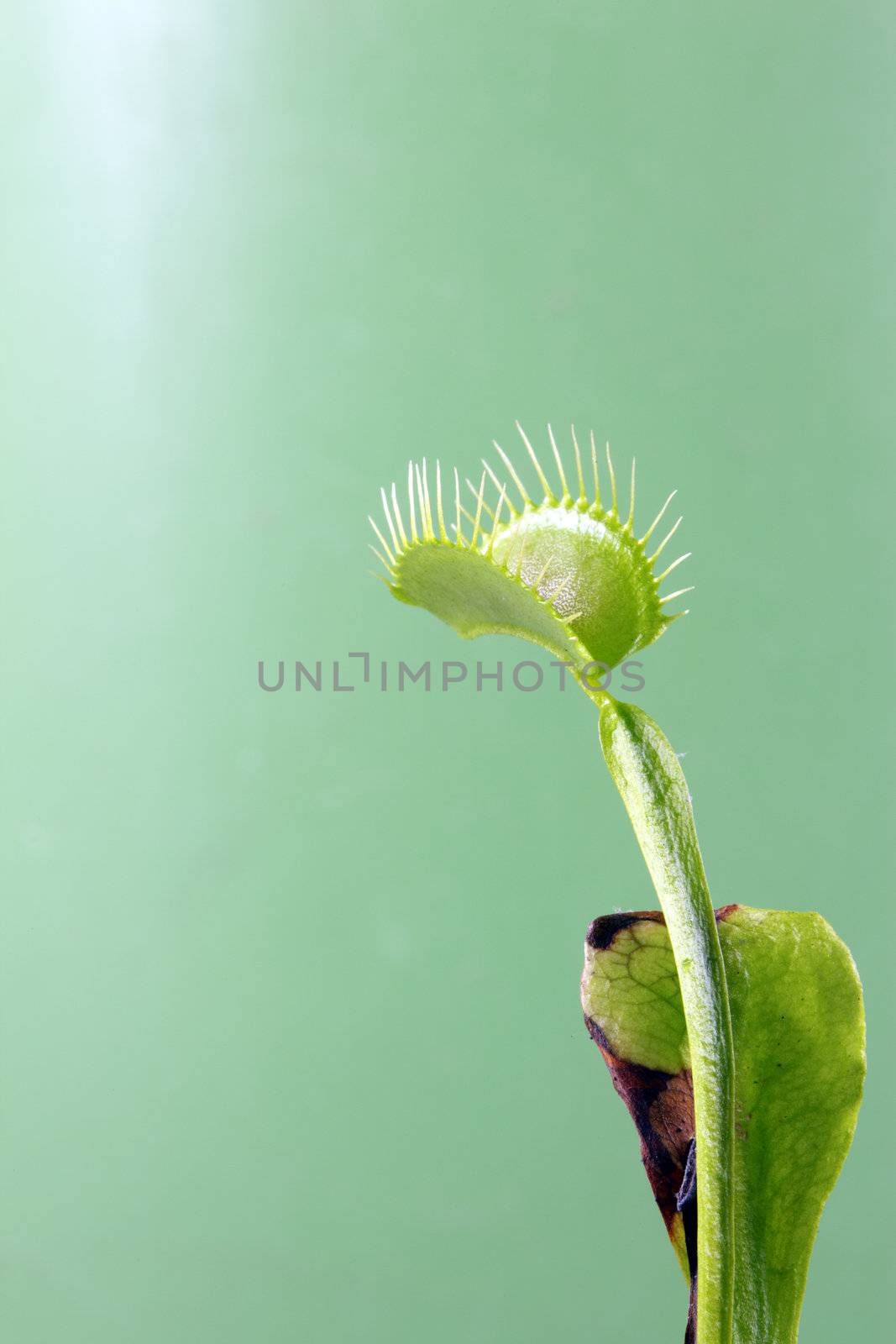 A macro shot of a Venus Flytrap (Dionaea Muscipula) with its jaws open ready to capture some food.