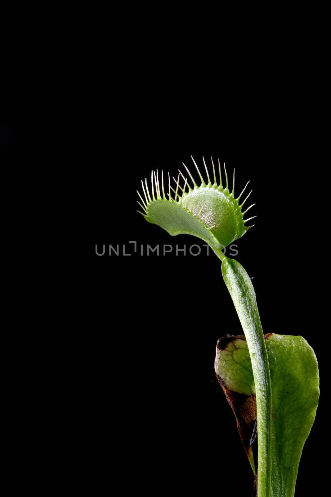 A macro shot of a Venus Flytrap (Dionaea Muscipula) with its jaws open ready to capture some food. Shot against a solid black background.