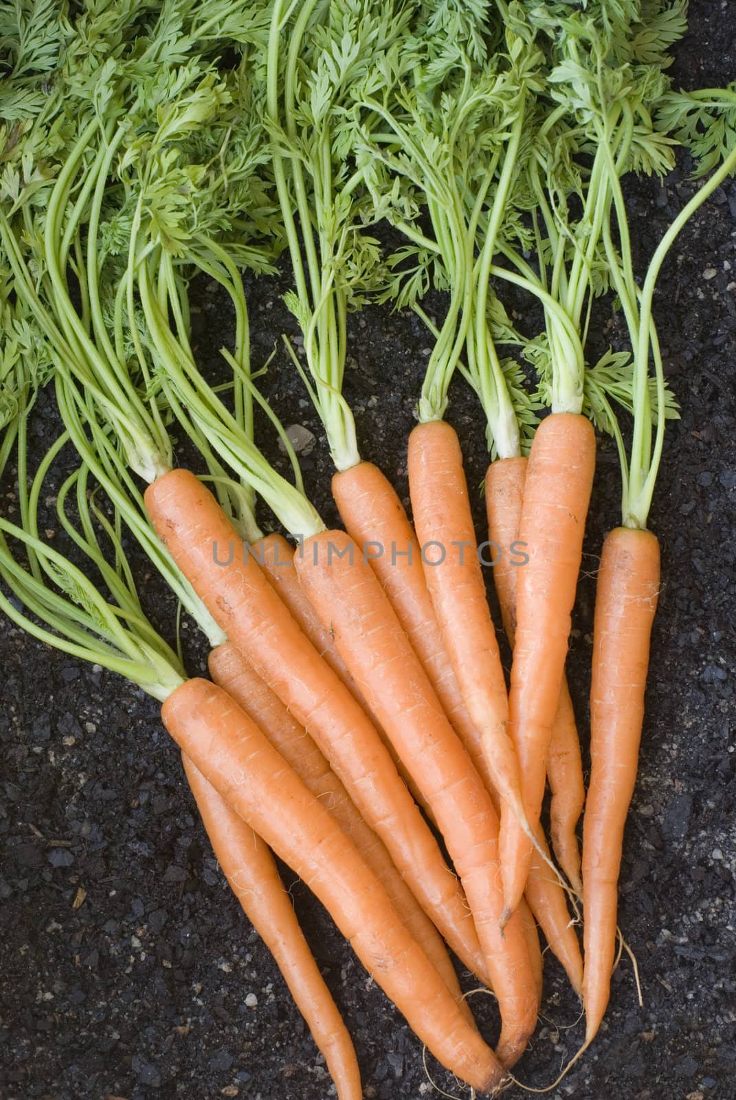 Bunch of lovely clean fresh orange carrots with their leaves , vertical.