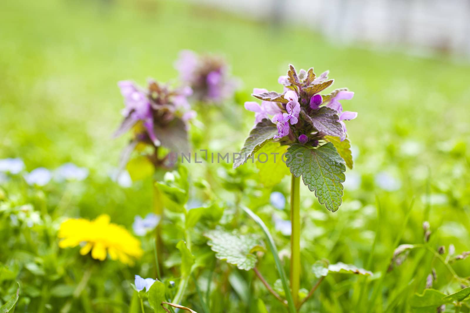 Flowers on the grass by bepsimage