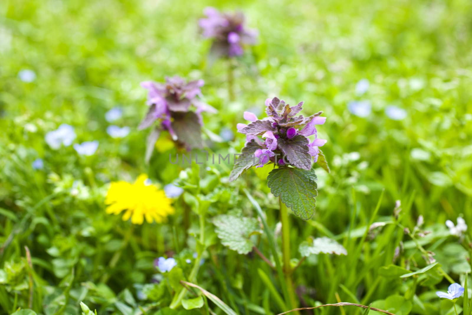 Flowers on the grass by bepsimage