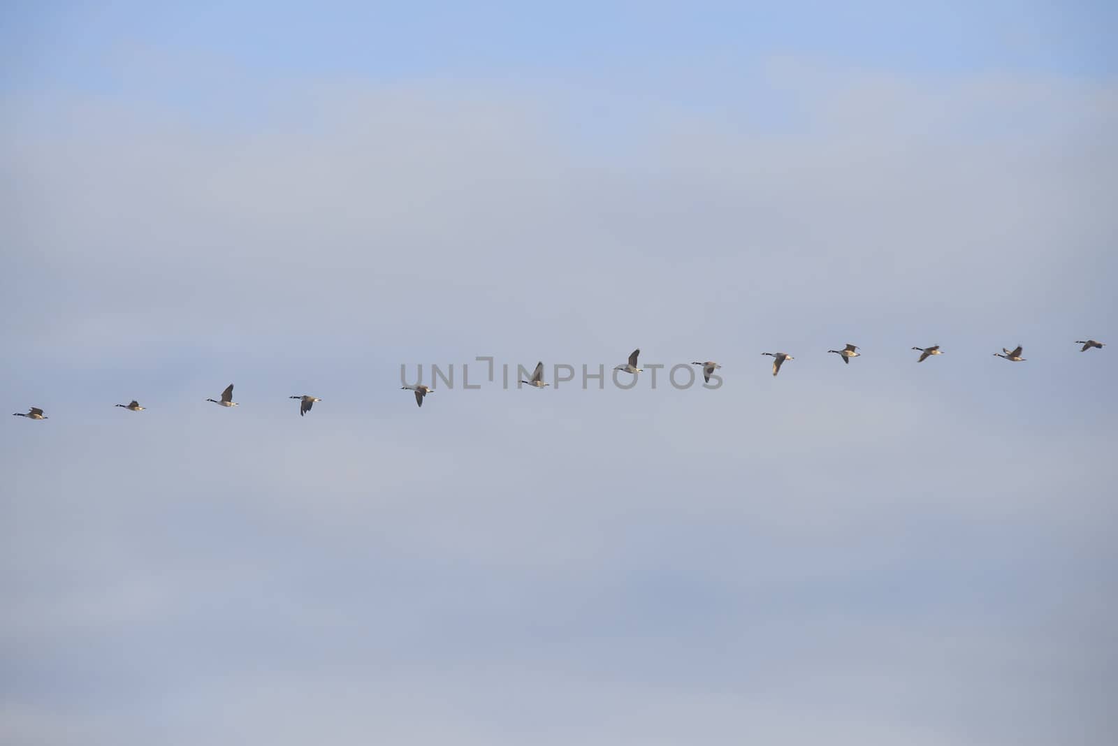 canada geese (branta canadensis) that fly in formation high in the air above the tista river in halden, the picture was shot one day in march 2013.