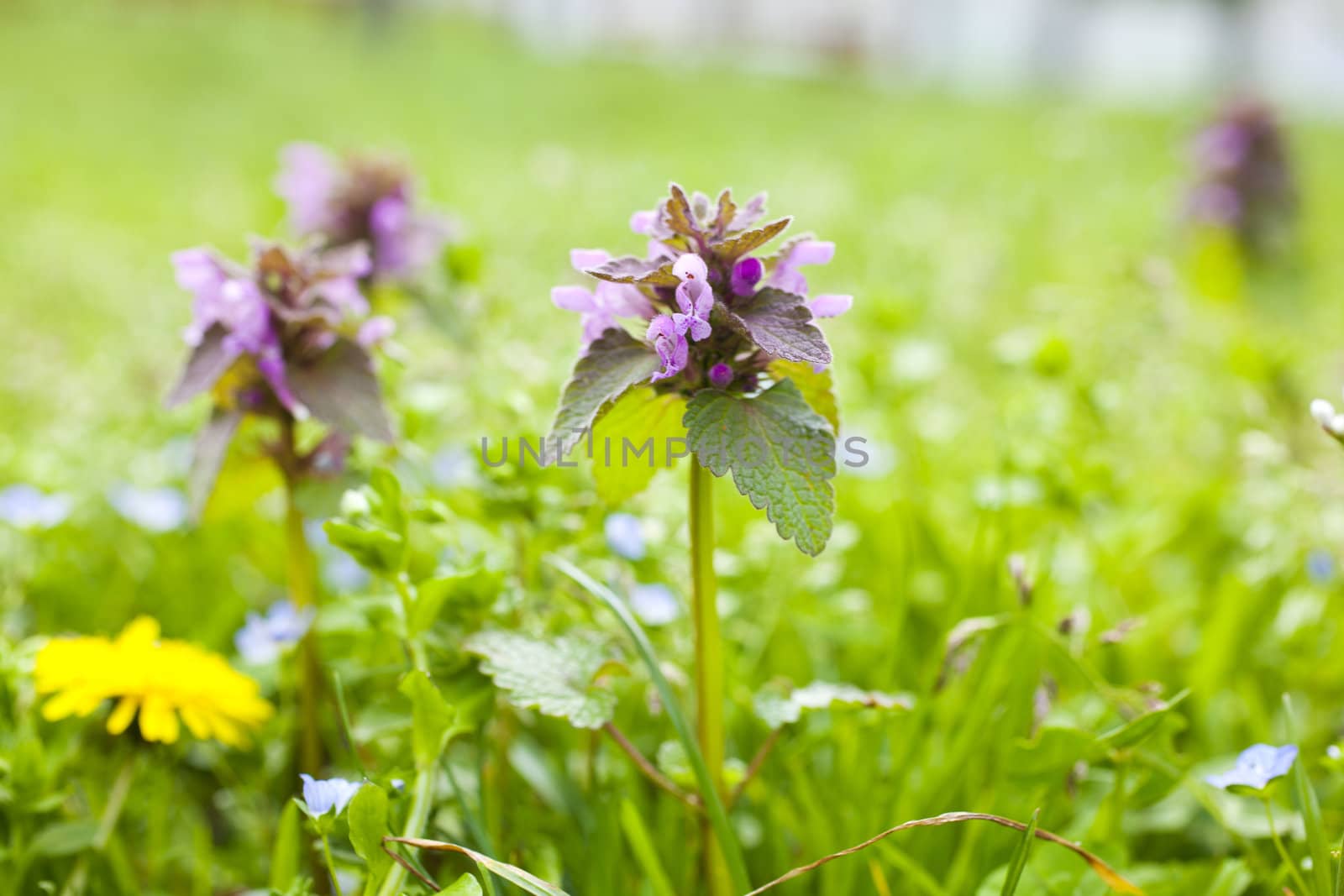 Flowers on the grass by bepsimage