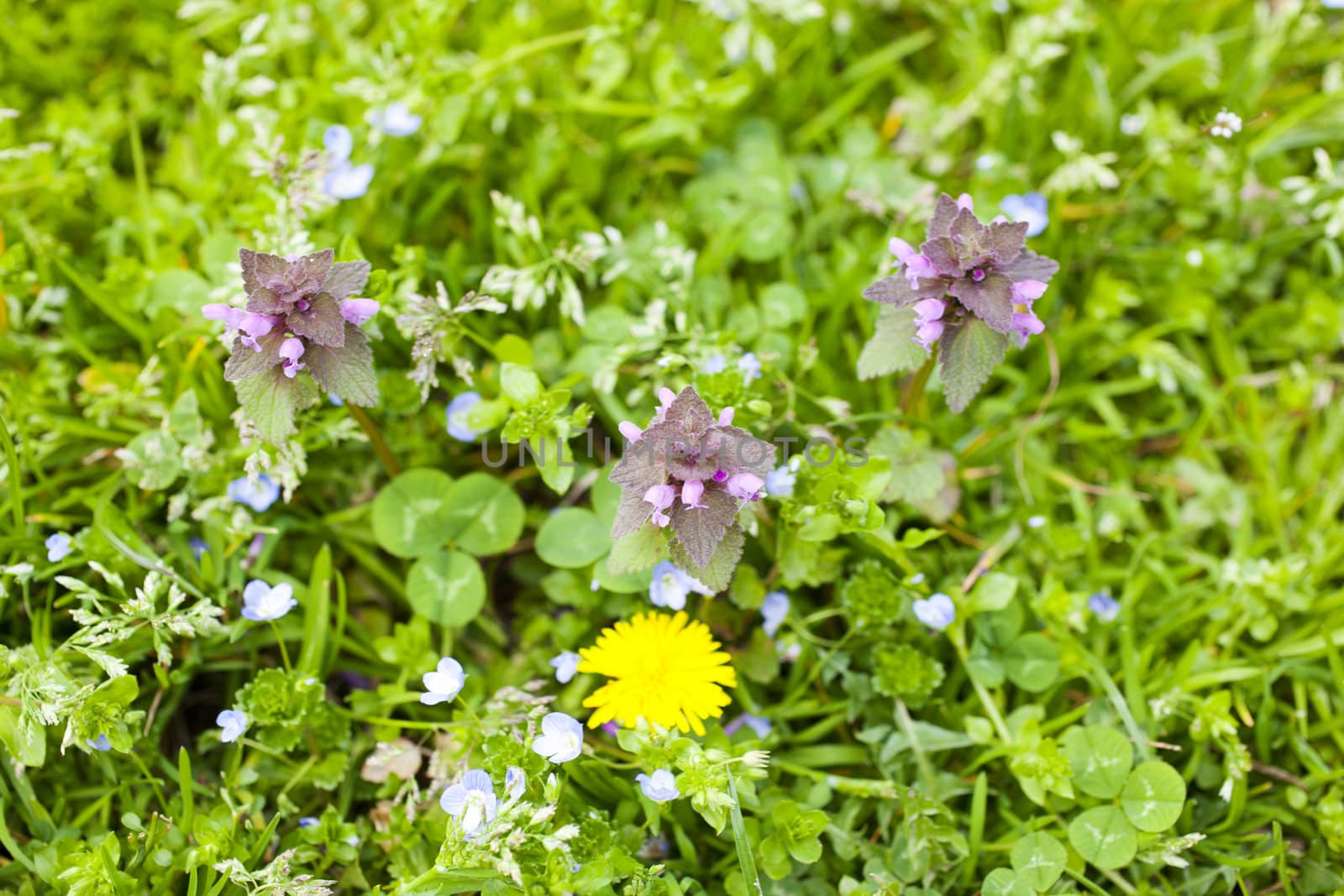 Photo of Flowers on the grass