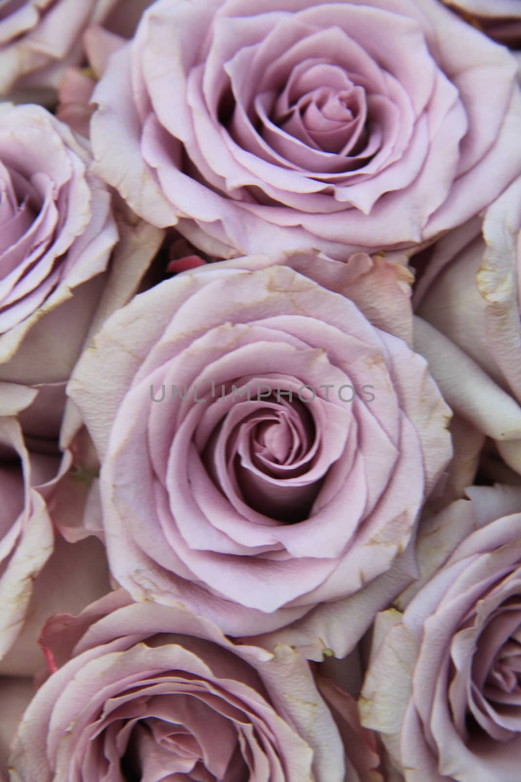 Close up of big lilac roses in sunlight