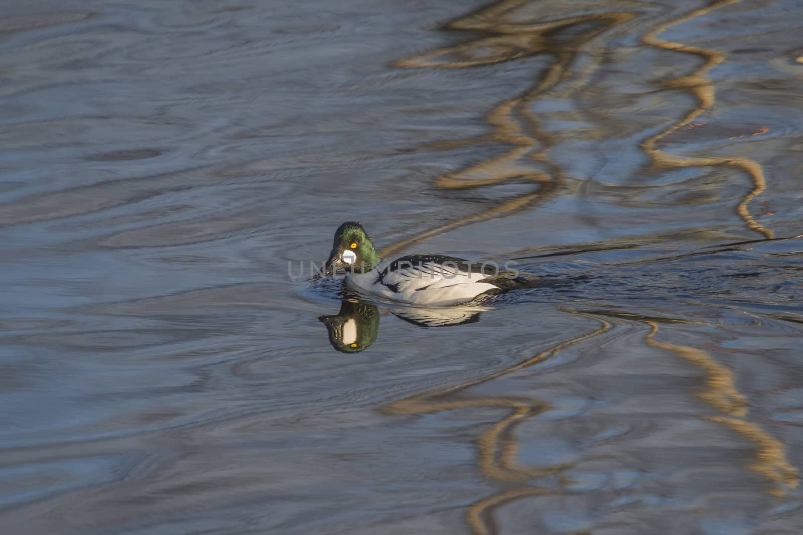 the common goldeneye (bucephala clangula) is a medium-sized sea duck of the genus bucephala, the goldeneyes, the image is shot at tista river in halden city one day in march 2013
