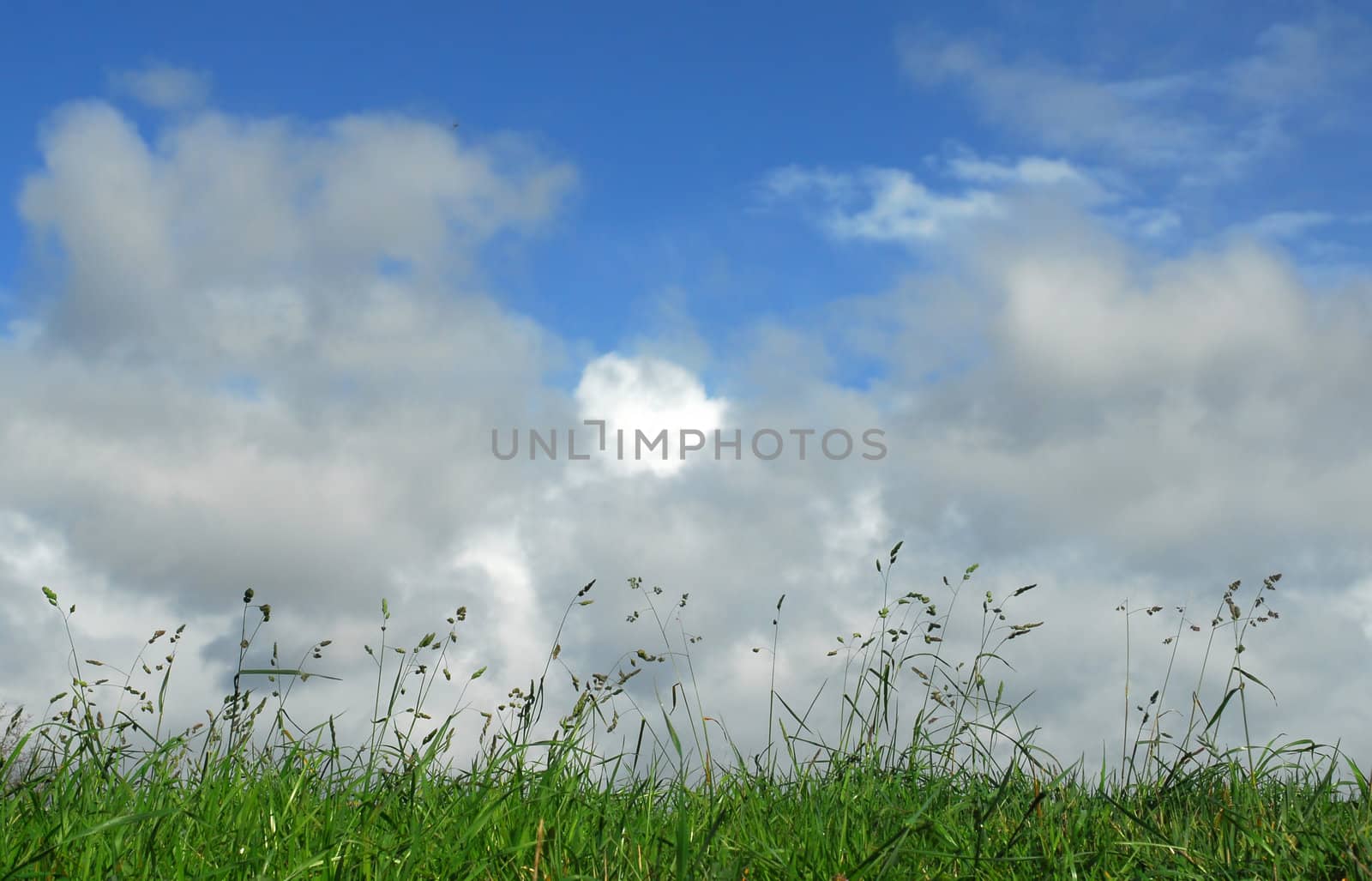 grass and blue sky with great clouds