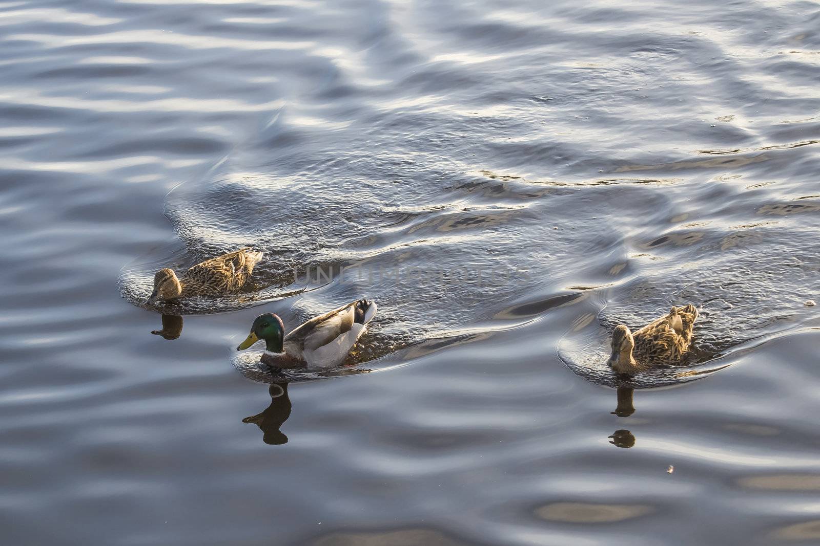 mallards (anas platyrhynchos) in the river by steirus