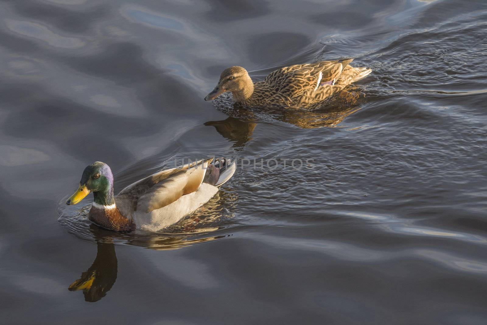 in the tista river in halden there is a rich bird life, most of all, it mallards (anas platyrhynchos) (picture) but there are also some common goldeneye (bucephala clangula) and a number of different seabirds, the image is shot one march day in 2013.