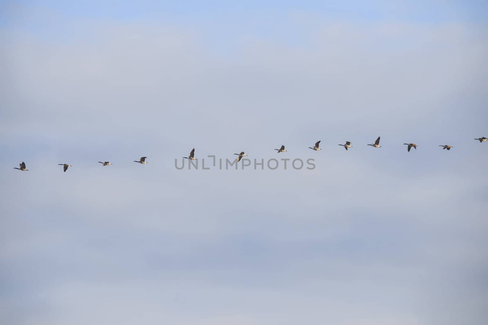 canada geese (branta canadensis) that fly in formation high in the air above the tista river in halden, the picture was shot one day in march 2013.