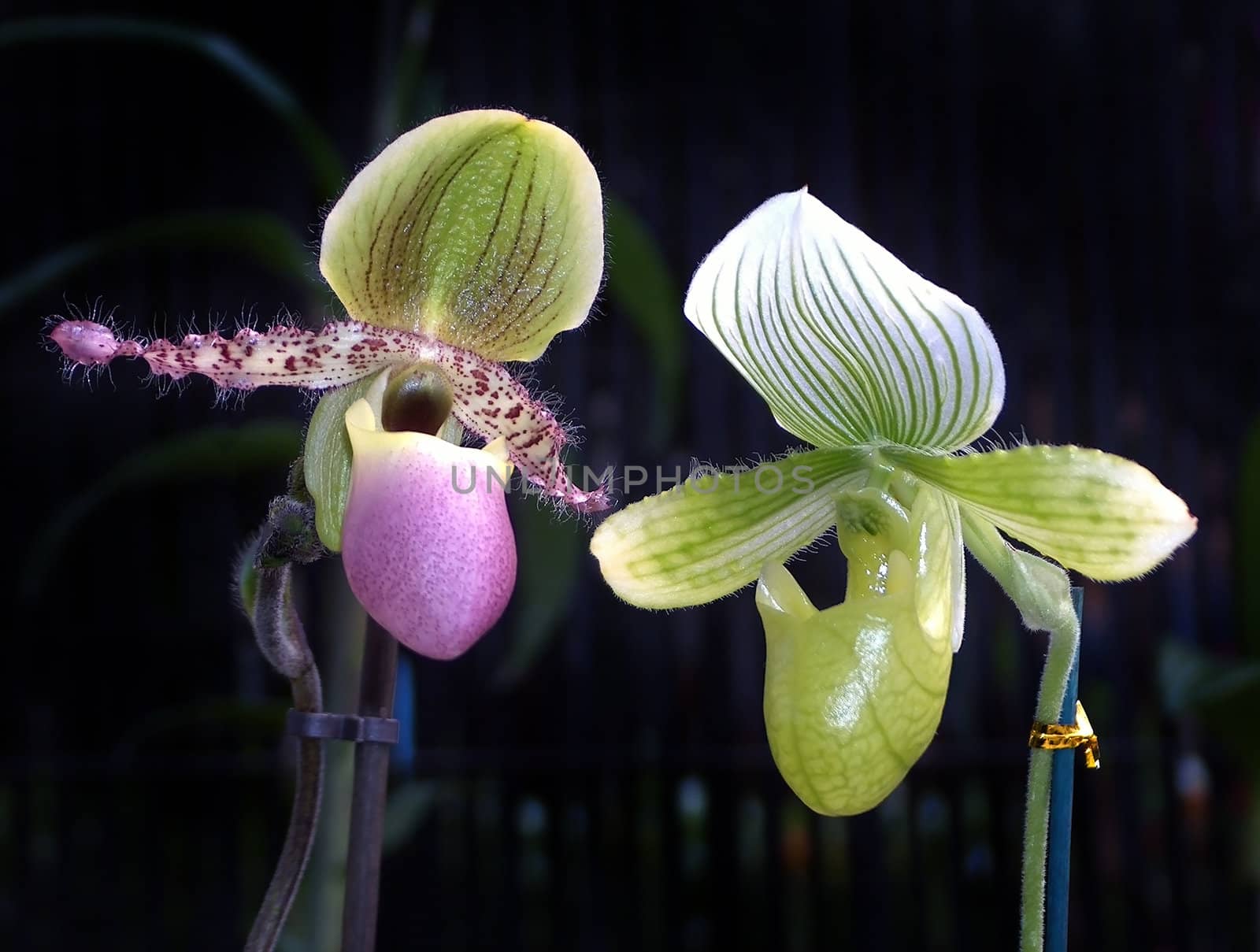 two flowers of unusual orchids predator on a dark background