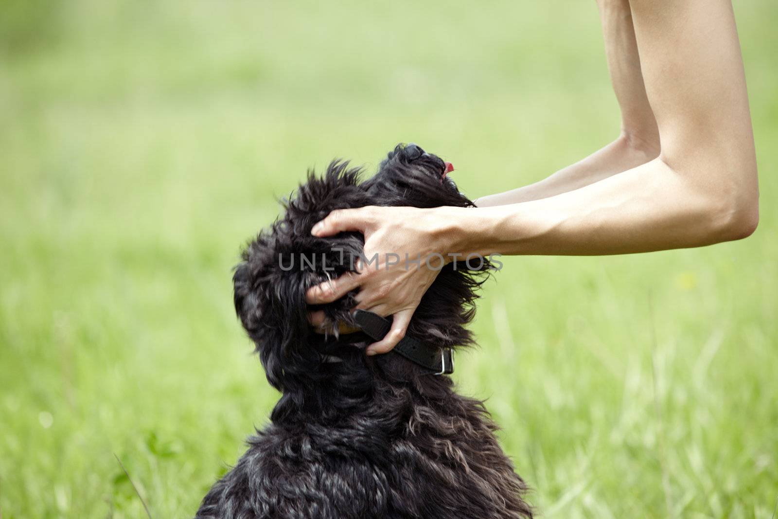 hUman hands holding the muzzle of black miniature schnauzer. Natural light and colors